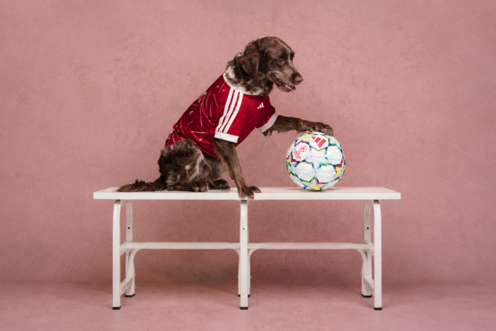 adidas FC Pets Collection by the Best of Ads